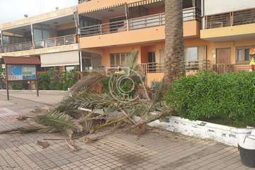Poda y limpieza de las palmeras de Salinetas y Clavellinas/TA.